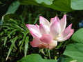vignette Jardin d'Eden - Nelumbo nucifera - Lotus