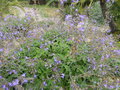 vignette Salvia interrupta ssp Paui