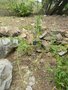 vignette Scrophularia sambucifolia