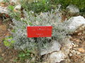 vignette Teucrium polium ssp pii fontii