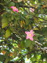 vignette Lagunaria patersonii / Hibiscus patersonius,