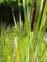 vignette Typha latifolia