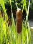 vignette Typha latifolia