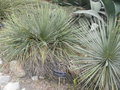 vignette Yucca angustissima
