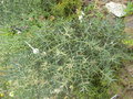 vignette Asparagus stipularis