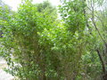 vignette Baccharis pilularis ssp consanguinea