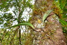 vignette Dendrobium munificum
