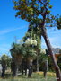 vignette Yucca rostrata , Arbutus unedo ,  Brahea armata