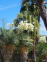 vignette Yucca rostrata , Brahea armata