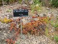 vignette Crassula pubescens ssp radicans