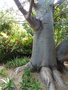 vignette Jardin d'Eden - Adansonia digitata - Arbre  palabres, Baobab, Pain de singe