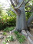vignette Jardin d'Eden - Adansonia digitata - Arbre  palabres, Baobab, Pain de singe