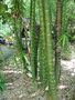 vignette Jardin d'Eden - Bambusa vulgaris