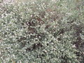 vignette Dorycnium pentaphyllum ssp pentaphyllum