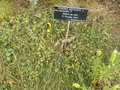 vignette Ephedra distachya ssp distachya