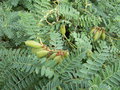 vignette Erophaca baetica ssp baetica