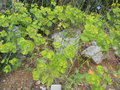 vignette Euphorbia serrata