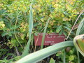 vignette Euphorbia margalidiana