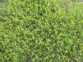 vignette Euphorbia spinosa