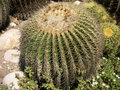vignette Echinocactus grusonii - Coussin de belle-mre, Cactus oursin