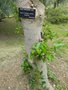 vignette Ficus rubiginosa