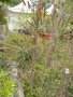vignette Heteropterys angustifolia