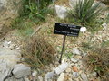 vignette Hechtia montana