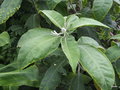 vignette Solanum Mauritianium / auriculatum