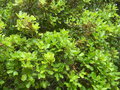 vignette Quercus coccifera