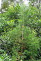 vignette Dacrycarpus vieillardii