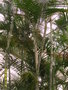vignette Chrysalidocarpus lutescens