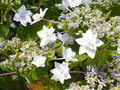 vignette Hydrangea macrophylla Hyd Teller  'Hanabi' blanc