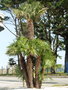 vignette Trachycarpus fortunei - Palmier de chine en groupe au  Magasin vert Brest St Pierre