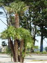 vignette Trachycarpus fortunei - Palmier de chine en groupe au Magasin vert Brest St Pierre