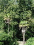 vignette Chteau de Kerouartz - Trahycarpus fortunei