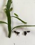 vignette Muehlenbeckia platyclados = Homalocladium platycladum (multiplication)
