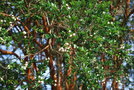 vignette Luma apiculata   / Myrtaceae   / Chili