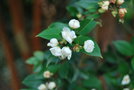 vignette Luma apiculata   / Myrtaceae   / Chili
