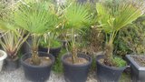 vignette trachycarpus fortunei n6 les tripls