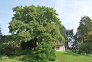 vignette Sorbus domestica   / Rosaceae   / Europe du Sud