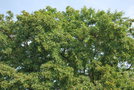 vignette Sorbus domestica   / Rosaceae   / Europe du Sud