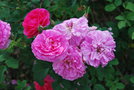 vignette Rosa 'England's Rose' (Austin 2010)