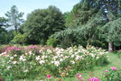 vignette Nantes, Parc Floral de La Beaujoire, la roseraie