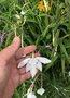 vignette Gladiolus callianthus = Acidanthera murielae - Glaeuil d'Abyssinie