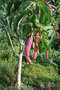 vignette Magnolia sargentiana var. robusta 'Nymans'