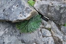 vignette Saxifraga longifolia