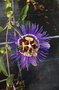 vignette Passiflora caerulea 'Purple Haze' - Passiflore