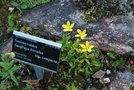 vignette Saxifraga hirculus ssp. compacta