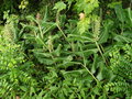 vignette Hedychium gardnerianum