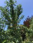 vignette Prunus persica - Pêcher, pêche blanche école Vauban à Recouvrance
